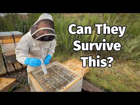 Видео: Подготовка пчел к зиме. 🐝 ЕДИНСТВЕННАЯ вещь, которую невозможно ошибиться!