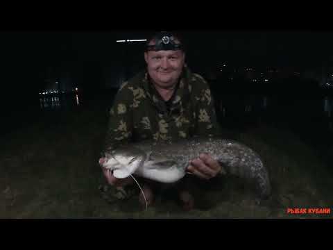 Видео: сом,жерех и усач...река кубань