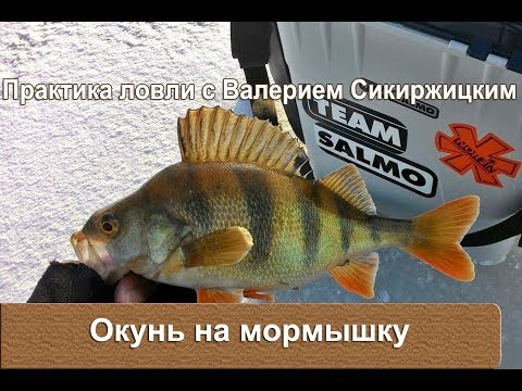 Видео: Окунь на мормышку. Безмотылка. Практика ловли с Валерием Сикиржицким.