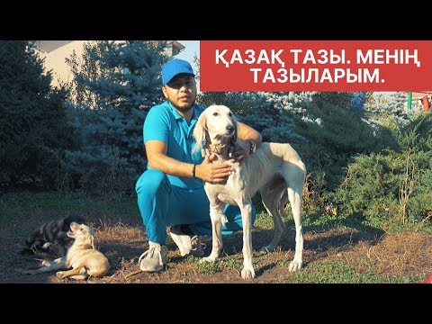 Видео: Қазақ тазы. Менің тазыларым/ Мои собаки тазы