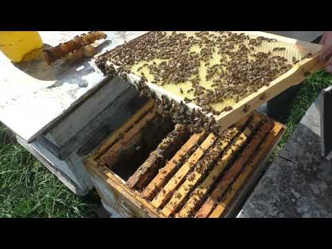 Видео: апрель.  ВОЩИНОЙ а не СУШЬЮ расширяю пчелиное гнездо