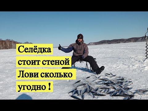 Видео: Селёдка стоит стеной. Лови сколько угодно!
