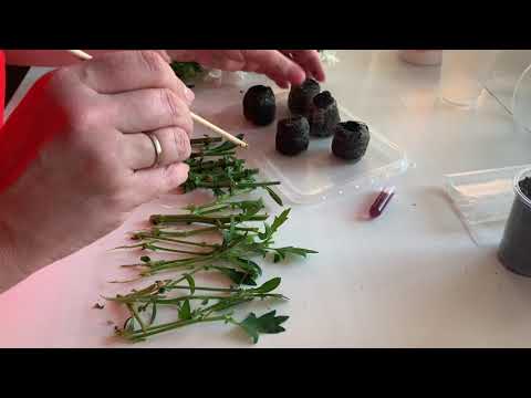 Видео: КАК УКОРЕНИТЬ ХРИЗАНТЕМУ , черенки, укоренить из букета из букета