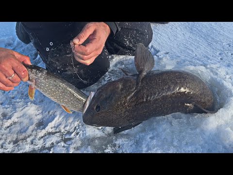 Видео: ОГО! ЭТИ ТВАРИ ПОЖИРАЮТ ЩУК! БЕШЕНАЯ РЫБАЛКА В ЯКУТИИ СО ЛЬДА