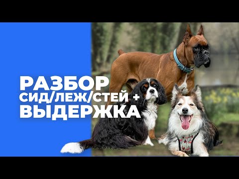 Видео: Команды сидеть лежать стоять 🎙️ разбор ошибок и подсказок
