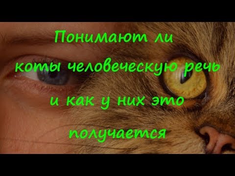 Видео: ПОНИМАЮТ ЛИ КОТЫ ЧЕЛОВЕЧЕСКУЮ РЕЧЬ и как у них это получается DO CATS UNDERSTAND HUMAN SPEECH