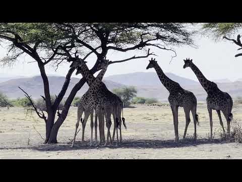 Видео: Танзания со Станиславом Дробышевским. День 6