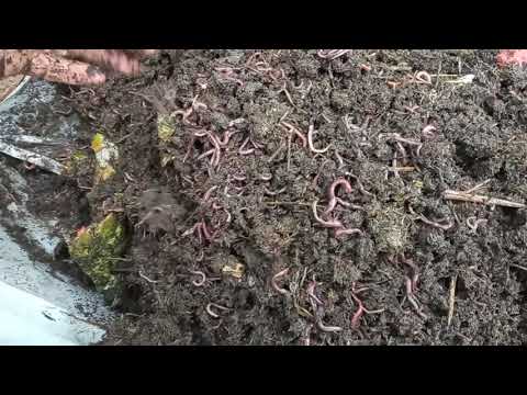 Видео: Опять арбузы, черви, мухи, день 2