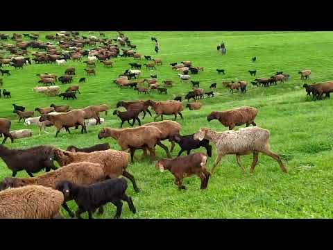 Видео: #Таджикистан #узбекистан #киргизстан #Казахстан 