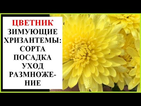 Видео: Хризантемы -  праздник в осеннем саду