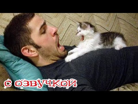 Видео: Приколы с котами! Смешные видео с животными! С ОЗВУЧКОЙ! Смешные коты! Попробуй не засмеяться!
