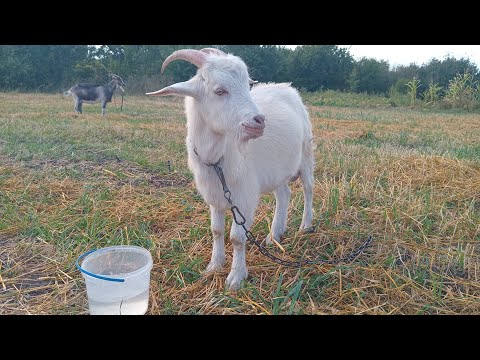 Видео: Шоника забирают. Фореста пришла в первую охоту. 