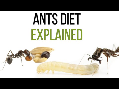 Видео: Что едят муравьи?