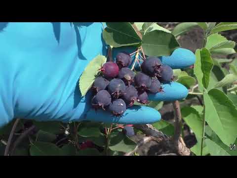 Видео: ирга сорта ХАНИВУД и ТИССЕН канадская селекция