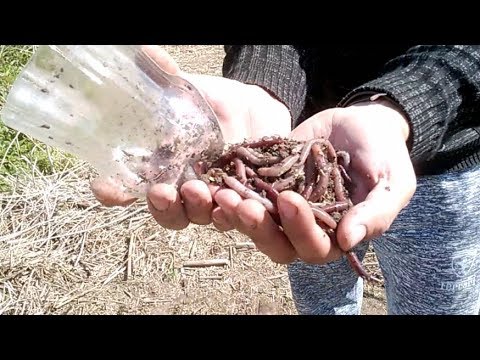 Видео: Как нарыть червей одним капком