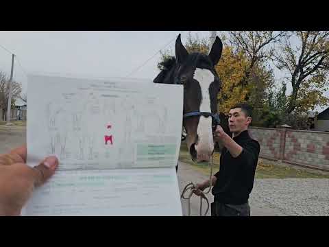 Видео: Сласка кунан тел:+996 770 249 387 Дареги Бишкек Коньзавод.