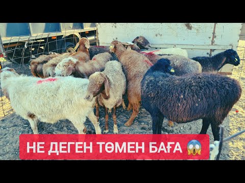 Видео: НЕ ДЕГЕН АРЗАН БАҒА, ТОҚТЫ, ҚОЙ, ЕШКІ, ТЕКЕ ҚОШҚАР БАҒАЛАРЫ.