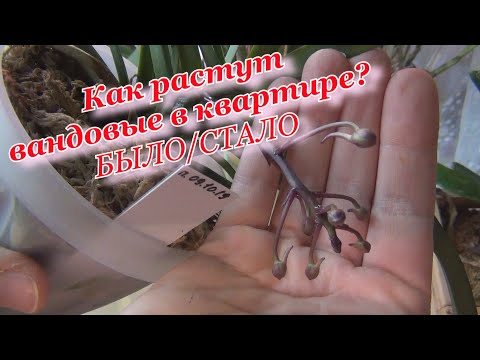 Видео: Орхидеи в квартире. Вандовые: ренантеры, аскоценды, нео, аскоцентрум. Посадка в горшки. БЫЛИ и СТАЛИ