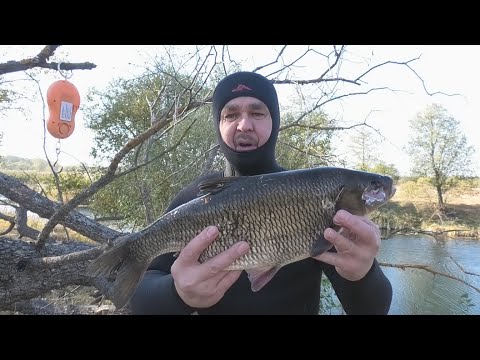 Видео: ПОДВОДНАЯ ОХОТА на крупного язя на малых реках с арбалетом