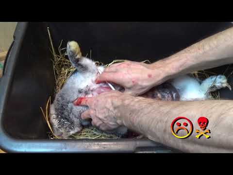 Видео: ЛЕГКИЕ КРОЛИКА. ЖИВЫЕ И МЕРТВЫЕ - УЖАСЫ КРОЛИКОВОДСТВА (16+)