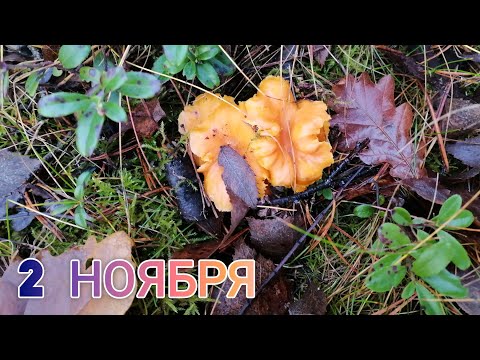 Видео: Грибалка 2 ноября #грибы #грибалка #осень 