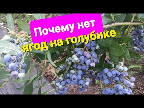 Видео: Нет ягод на голубике.  Почему?????