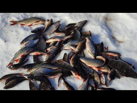 Видео: Рыбалка в затонах Волги. Хмелевка.