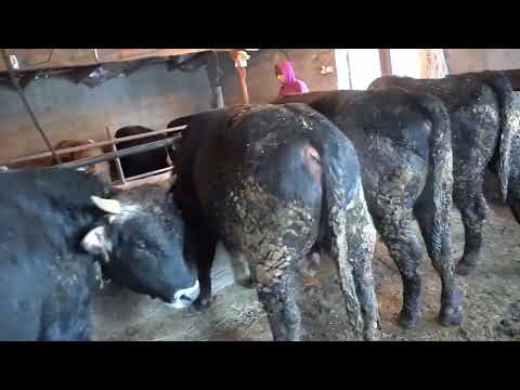 Видео: Бұқаларды сойдырып  қайттық