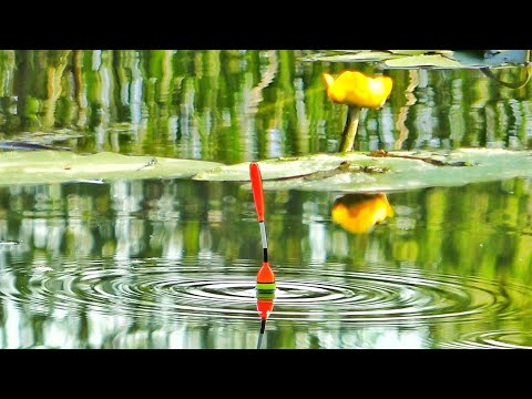 Видео: НА ПОПЛАВОК В КУВШИНКАХ! ОНИ ГНУТ КРЮЧКИ, ЛЕСКА НА ПРЕДЕЛЕ! Рыбалка  с лодки на поплавочную удочку