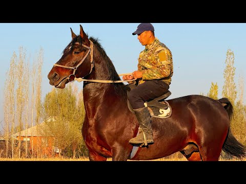 Видео: КАРА БАЙЫРДЫН ЖООНУ ЗОРУ ЧЫКТЫ 🤯 #байтв 