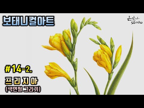 Видео: [Цветочная живопись/Ботаническое искусство] №14-2. Рисунок карандашом цвета фрезии. (Урок рисования)