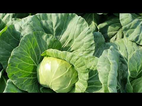 Видео: Овощи Растут. Капуста Рапидион, ултьтраранний сорт.