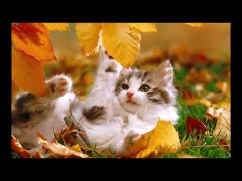 Видео: "Листопад". Автор и исполнитель - Виктор Луферов.