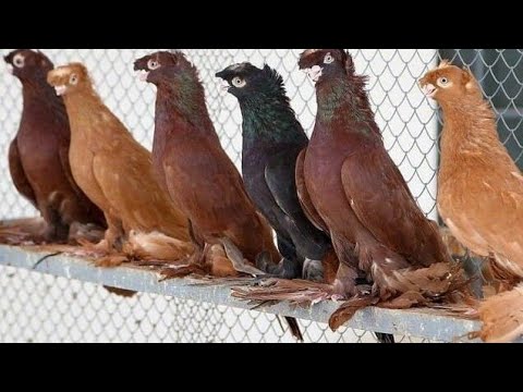 Видео: ТАШКЕНТСКИЕ БОЙНЫЕ ДВУХ ЧУБЫ НАСАЧУБЫ. TOSHKENT ÒYINCHI KABUTARLARI