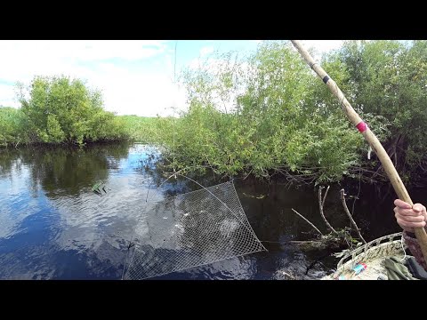 Видео: Нашли маленькую заросшую речку и давай в ней таскать. Рыбалка на паук подъёмник.