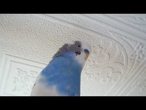 Видео: говорящий попугай 6 (06.03.2009) http://vkontakte.ru/club17245908