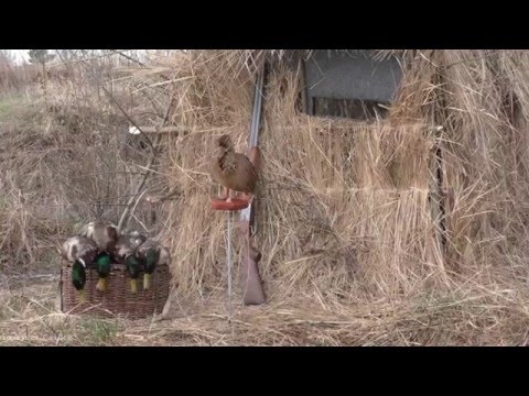 Видео: Весенняя охота на селезня с подсадной уткой.14.