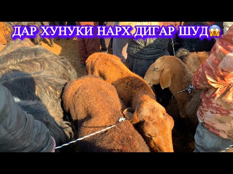 Видео: Молбозори Душанбе (ленинский район) . Нархи солуқ, қучқор, бара ва буз.