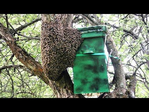 Видео: Пчеловодство с нуля. Часть третья.