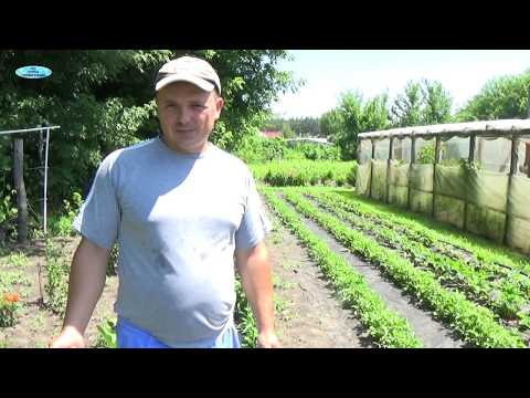 Видео: ЭФФЕКТИВНАЯ ПОДКОРМКА ПЕРЦА ДРЕВЕСНОЙ ЗОЛОЙ ДЛЯ НАЛИВА ПЛОДОВ.