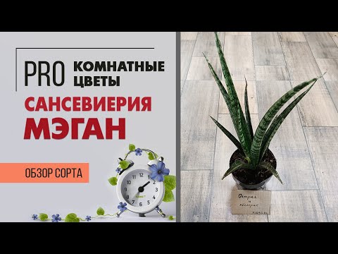 Видео: Сансевиерия Меган - обзор интересного сорта | Узколистная сансевиерия.