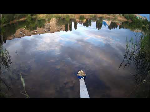 Видео: Прикормка с ароматом чеснока против  аниса.