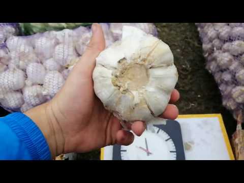Видео: Чеснок Рокамболь осень 2019. Урожай и посадка