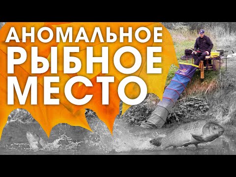 Видео: КАРП на фидер осенью на реке / ВСЕ особенности и ТОНКОСТИ ЛОВЛИ