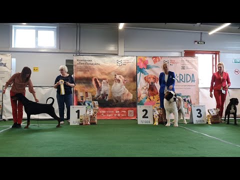 Видео: 16.08.2025, СПб. Клуб "Кентавр-1". Выставка CAC 2 группы FCI