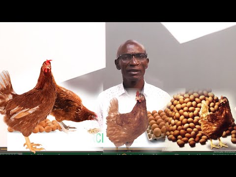 Видео: КАК ЗАРАБОТАТЬ МИЛЛИОНЫ НА МЕСТНЫХ КОММЕРЧЕСКИХ ПОРОДАХ НЕСУШЕК НА ДЕШЕВЫХ СИСТЕМАХ КОРМЛЕНИЯ