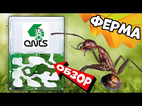 Видео: Муравьиная ферма 4ants Antrum Большая и маленькая - Обзор