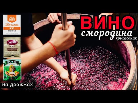 Видео: ВИНО из смородины  LALVIN Mongrove Дрожжевой комбинат