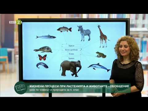 Видео: Човекът и природата 4.клас: Жизнени процеси при растенията и животните