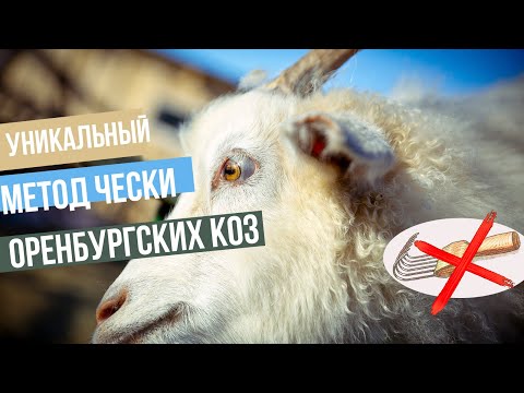 Видео: Уникальный метод чески коз